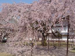 霊宝館の桜