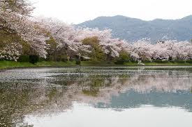 桜の大沢の池