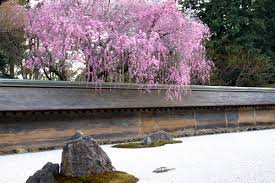 石庭の桜